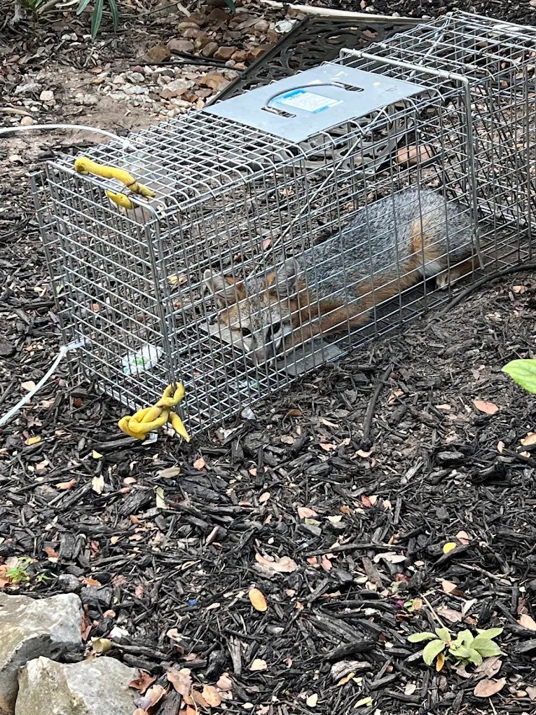 Wildlife safely trapped during San Antonio pest control service