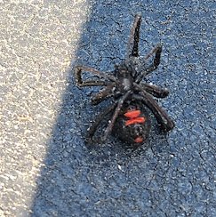 Black widow spider found during pest control service