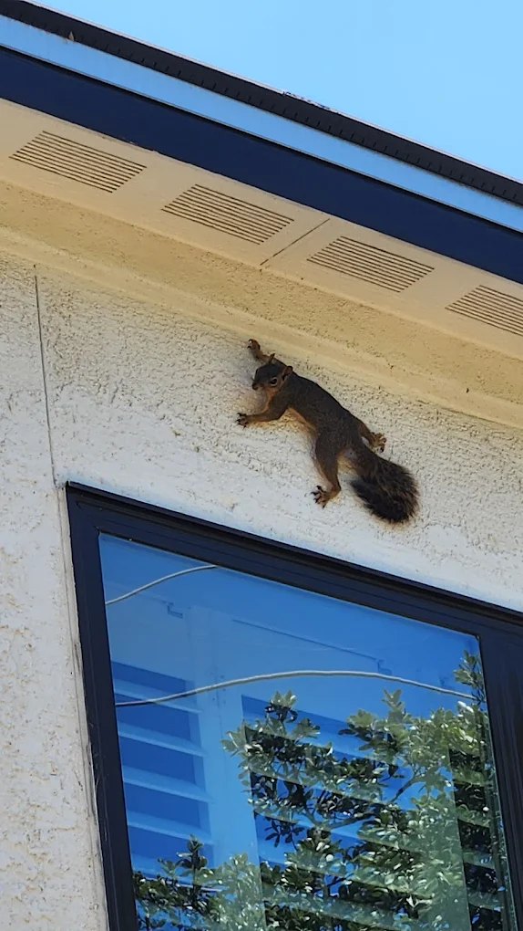 Squirrel on roof near a home
